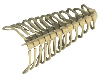 Anatomical Bear Rib Cage 3D model