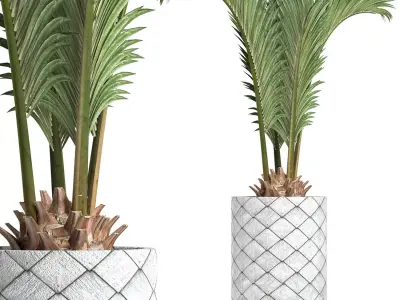 Plants Collection 155 Palm 3D model