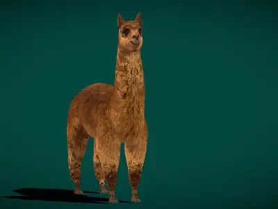 Alpaca Animal Low-poly 3D model