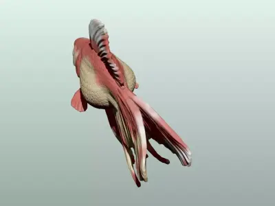 Goldfish Pose 2 3D print model