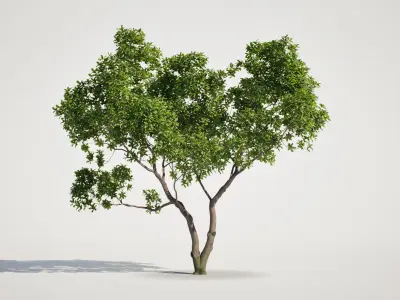 Tree Set 01 - UE5 and Others Low-poly 3D model