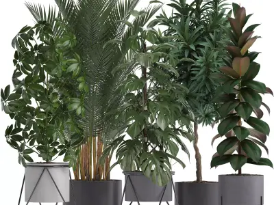 Collection of ornamental plants 3D model