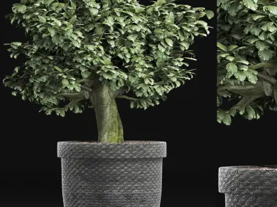 Plants Collection 171 Sageretia Theezans 3D model