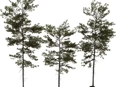 Tall Pine Tree 3D Model Pack  Low-poly 3D model