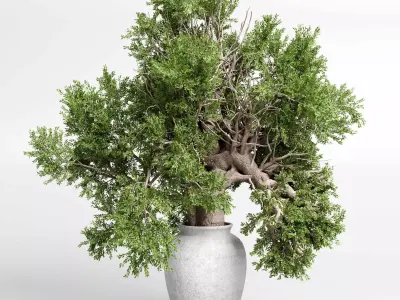 indoor plant 432 plant tree vase dirty concrete 3D model