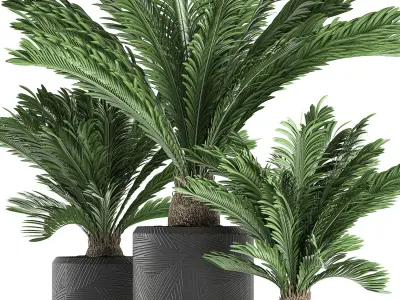 Decorative Cycas palm in a black flowerpot 624 3D model