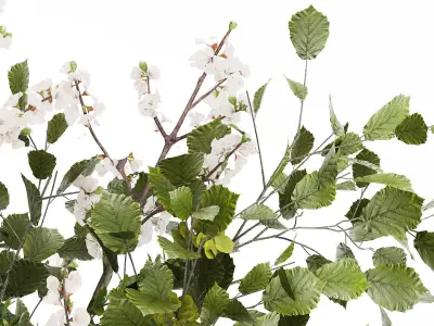 Beautiful Bouquet Of Branches Flowering Cherries 489 3D model