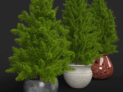 Pine trees in pots 3D model