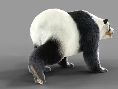 Fur Panda Bear animated Low-poly 3D model