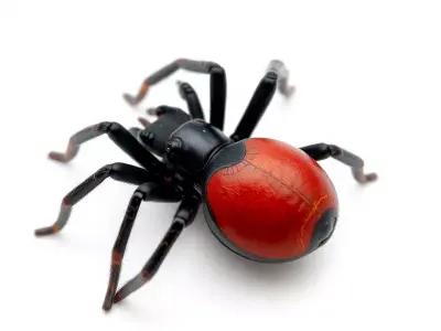 Red Back Spider model pack Low-poly 3D model