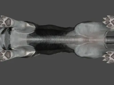 DOG - SIBERIAN HUSKY  Low-poly 3D model