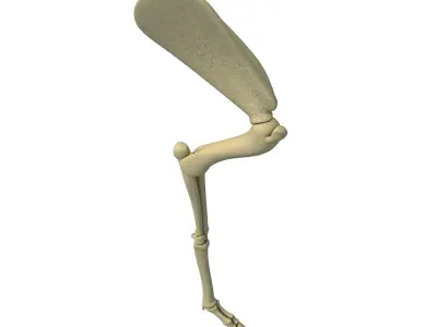 Mammal Arm Humerus  3D model