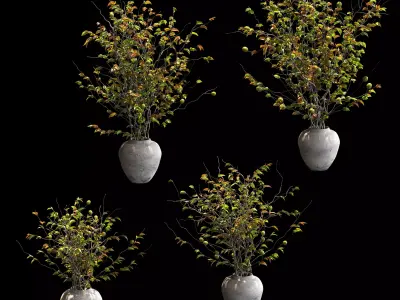 Plants in pots - 4 models 3D model