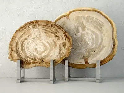 White Petrified Wood Slices 3D model