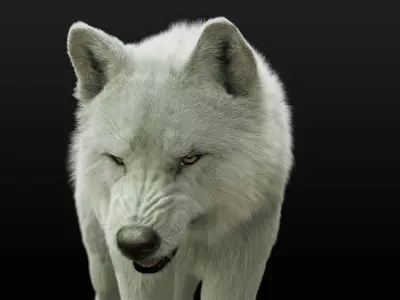 Arctic Wolf RIGGED XGEN igs 3D model