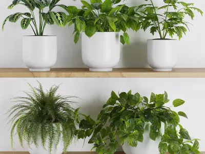 Plants on Shelf SetV1 3D model