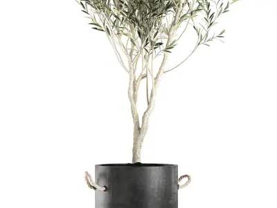 Decorative olive tree in a black flowerpots 648 3D model