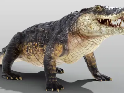 Realistic Crocodile Rigged Low-poly 3D model
