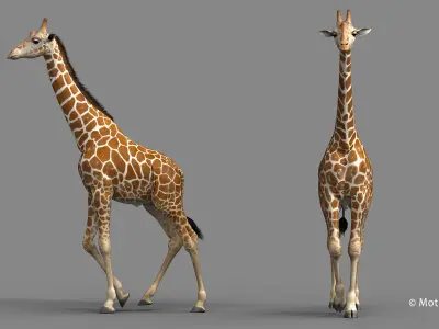 Giraffe PRO 3D model