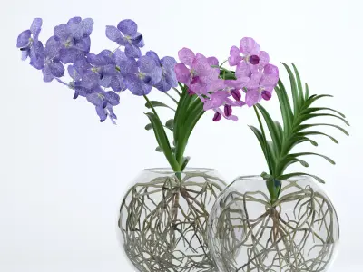 Double Vanda 3D model