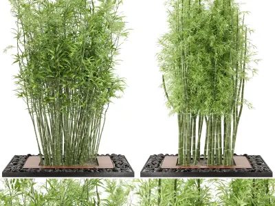 Outdoor Plants Bamboo Set  Garden Set 21  3D model