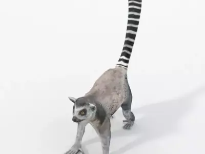 Lemur Low-poly 3D model