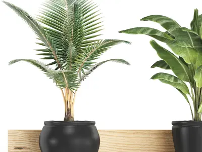 Collection of Exotic Plants 406 3D model