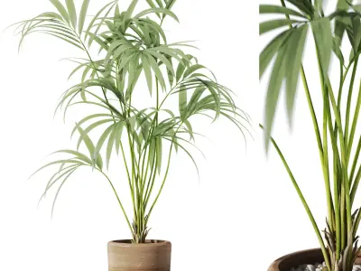 Plants collection vol 42