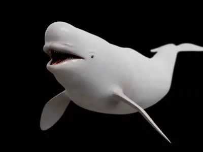 White whale beluga Low-poly 3D model