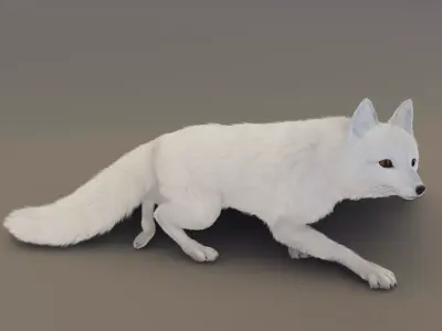 Arctic Fox  3D model