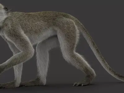 Monkey Ververt FUR Rig 02 3D model