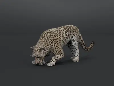 Leopard Animated Low-poly 3D model