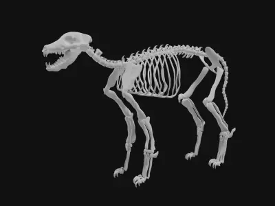 Jackal skeleton 3D model