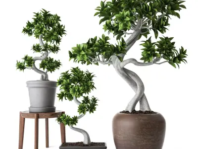 Ficus Microcarpa 3D model