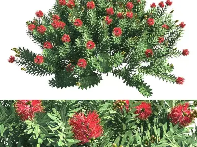 Callistemon Citrinus Little John 3D model