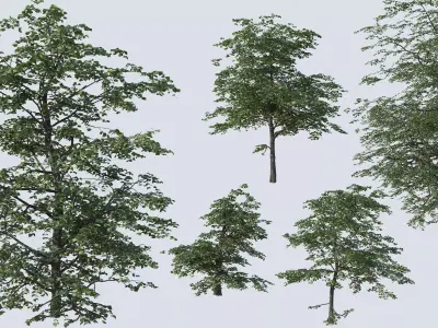 Common Plants Set Low-poly 3D model