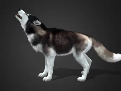 Dog - Husky Realistic Animated 3D model