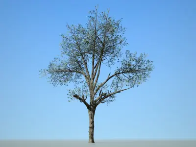 Broadleaf 003 Low-poly 3D model