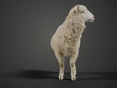 Young Sheep with 1 Animation VFX Grace 3D model
