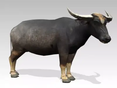 Water Buffalo Animated Low-poly 3D model