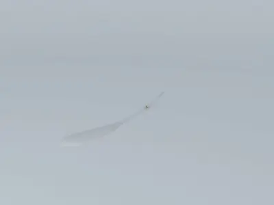 Surfing Skippy the Bush Kangaroo Free 3D model