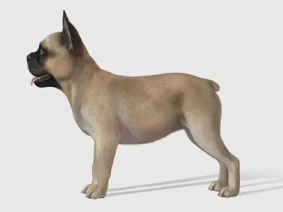 Dog - French Bulldog Low-poly 3D model