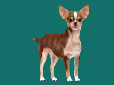 Chihuahua Game Ready 3D model