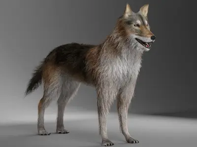 Wild Wolf 3D model