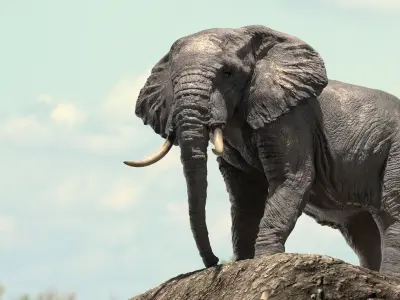 African Elephant Rigged model Low-poly 3D model