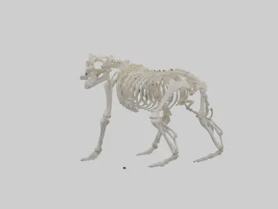 Bear Skeleton model Low-poly 3D model