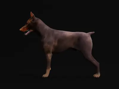 Dobermann Pinscher Dog Breed  3D model
