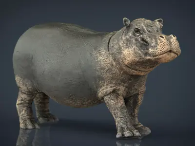 Hippopotamus with mouth closed Low-poly 3D model