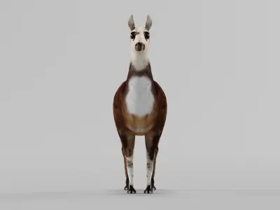 Llama Low-poly 3D model