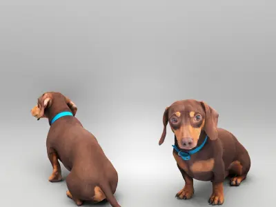 Dachshund dog 26 Low-poly 3D model